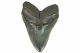 Fossil Megalodon Tooth - Nice Tooth #124543-1